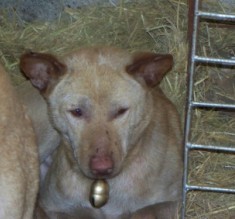 嗅觉最好的猎犬_土猎犬图片图片_土猎狗图片