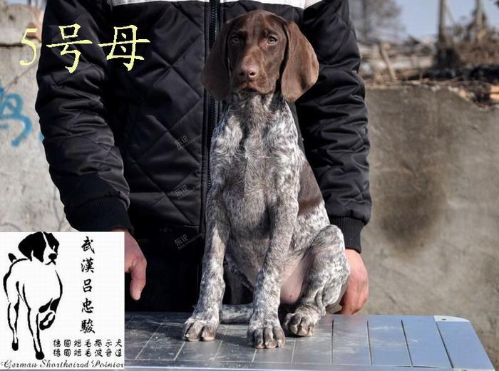 波音达 指示犬 枪猎犬 嗅觉型猎犬 德国短毛波音达 德国短毛指示犬