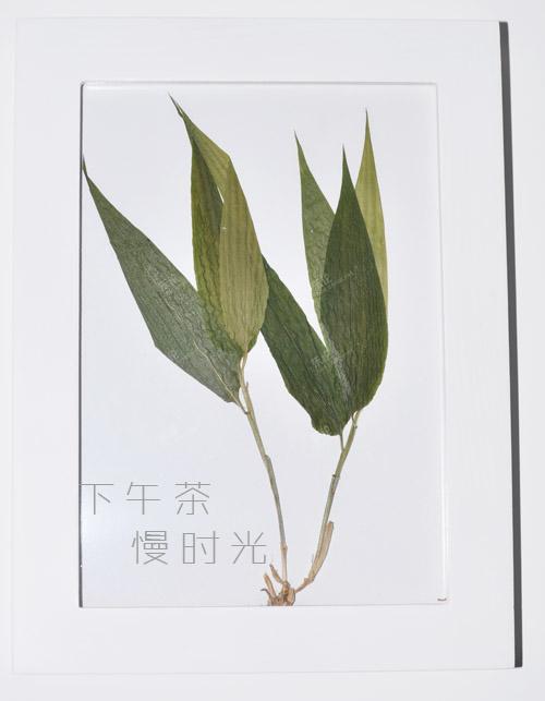 我们手工做的植物标本画,有木有觉得很森? [复制]