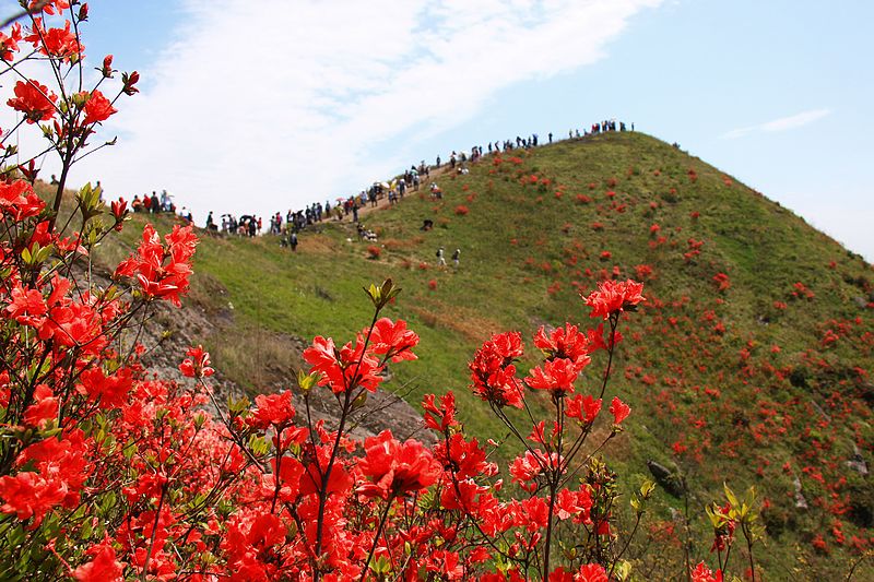 温岭上保山---漫山杜鹃红 - 风景摄影- 东论 东方热线