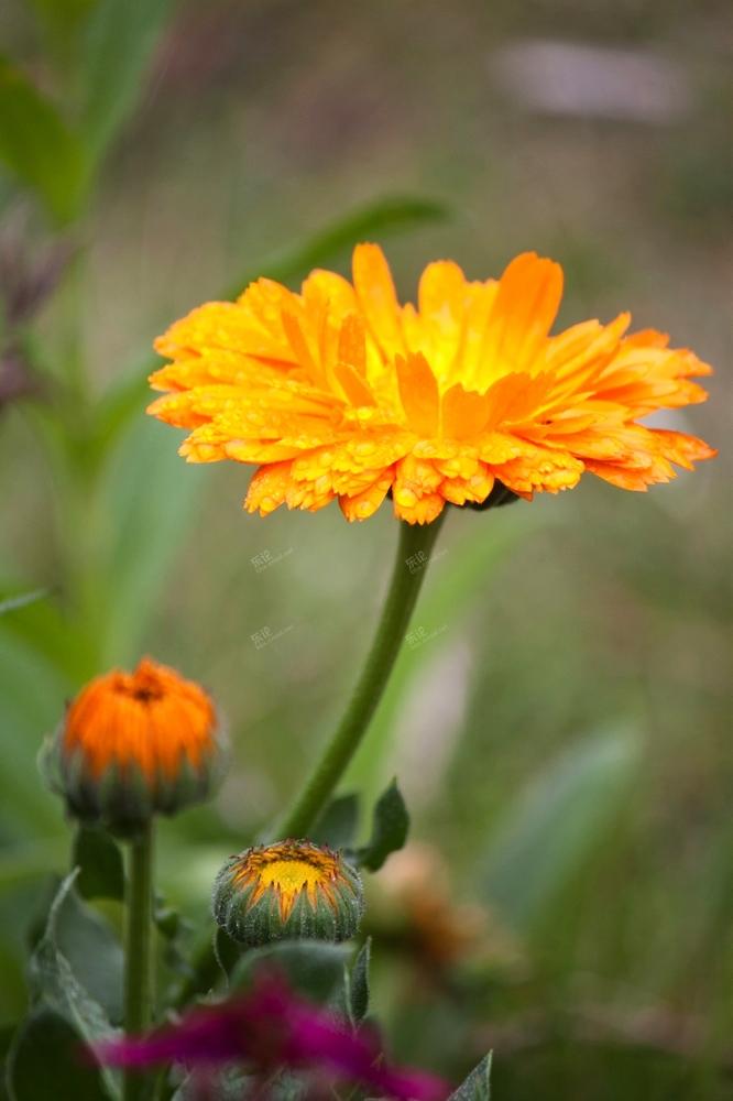 露珠野葵花