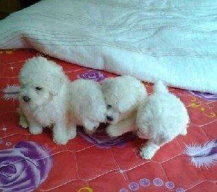 家养的纯种法国卷毛玩具型小比熊娃娃脸一窝低价出售