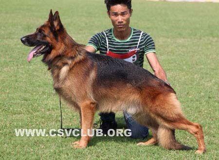 家养德国牧羊犬1窝.赛级.母犬狼王后代.父亲进口犬