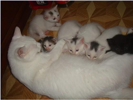 这只大白猫,一直救助了好多小奶猫,它也算是论坛的好心妈了