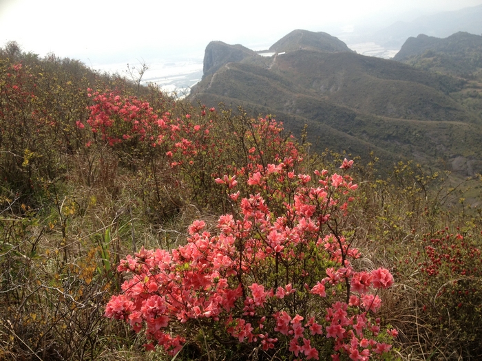 温岭上堡山杜鹃花