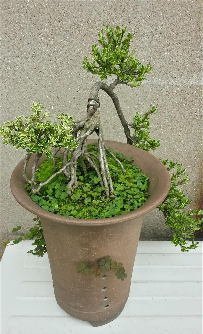 六月雪盆景(开花 更新图片)