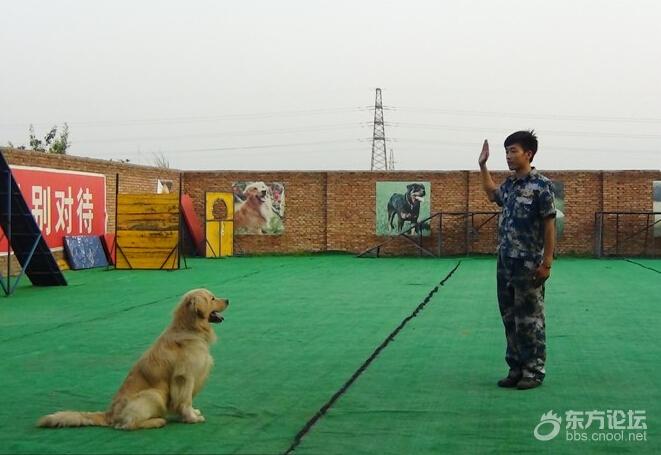 专业训犬师的训犬口令,手势图解 - 宠物宝贝- 东论