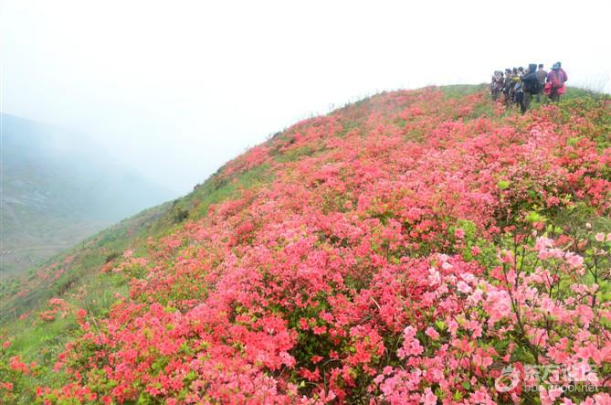 《火星军团》4月11/12日温岭上堡山杜鹃花一日游