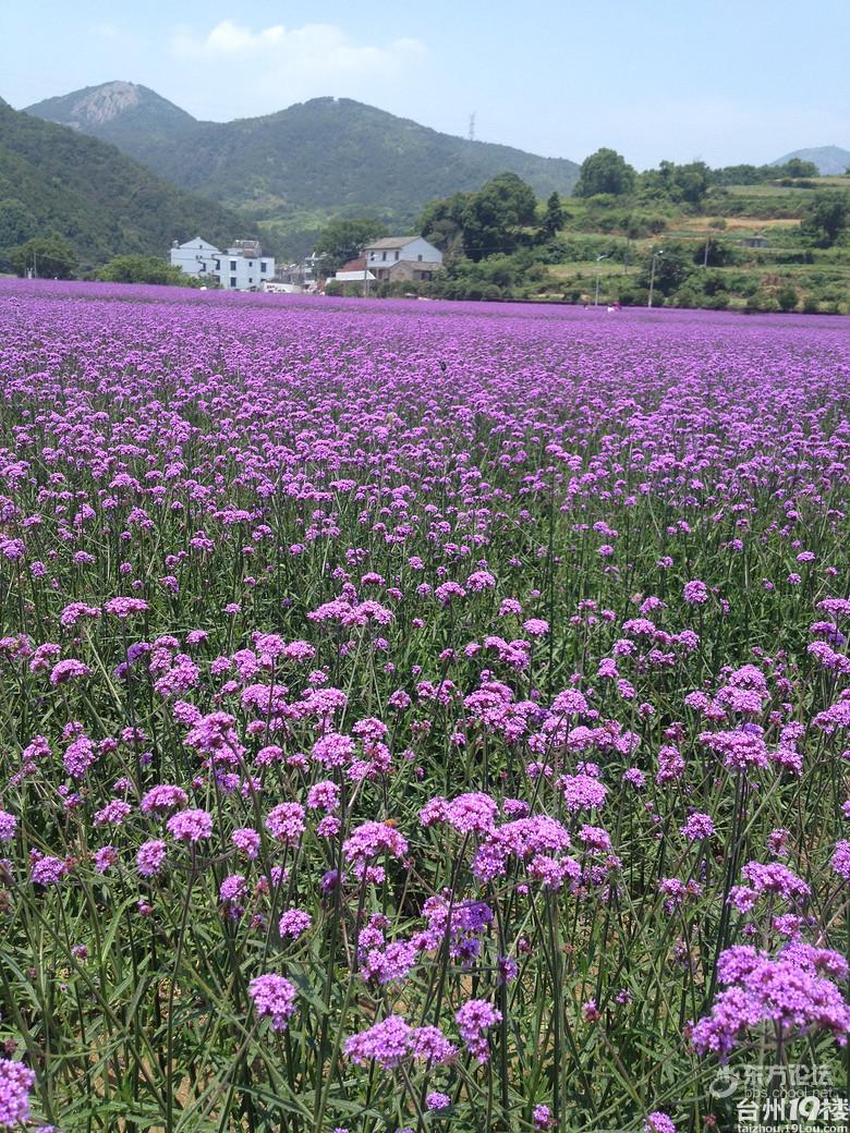 【行走山水间】6月6日守望千年石夫人,马鞭草紫色花海