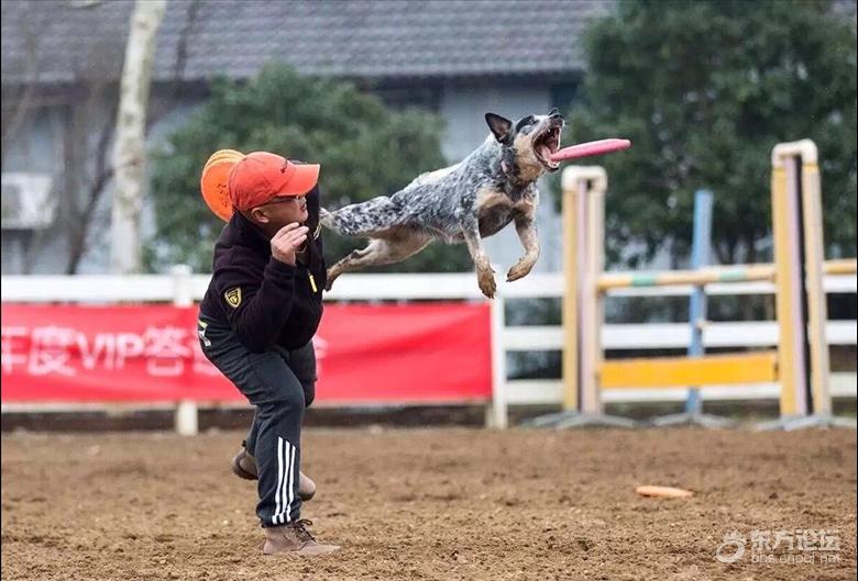 澳洲牧牛犬飞盘表演