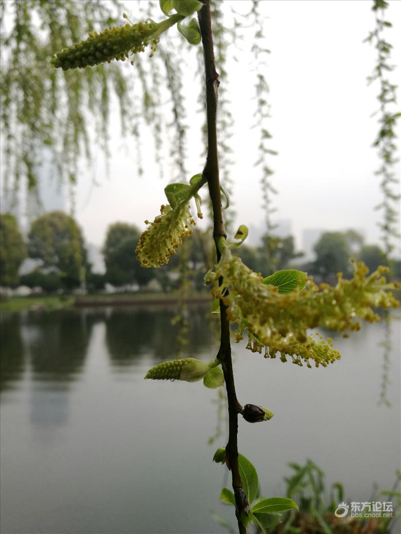 开花的杨柳树 [复制]