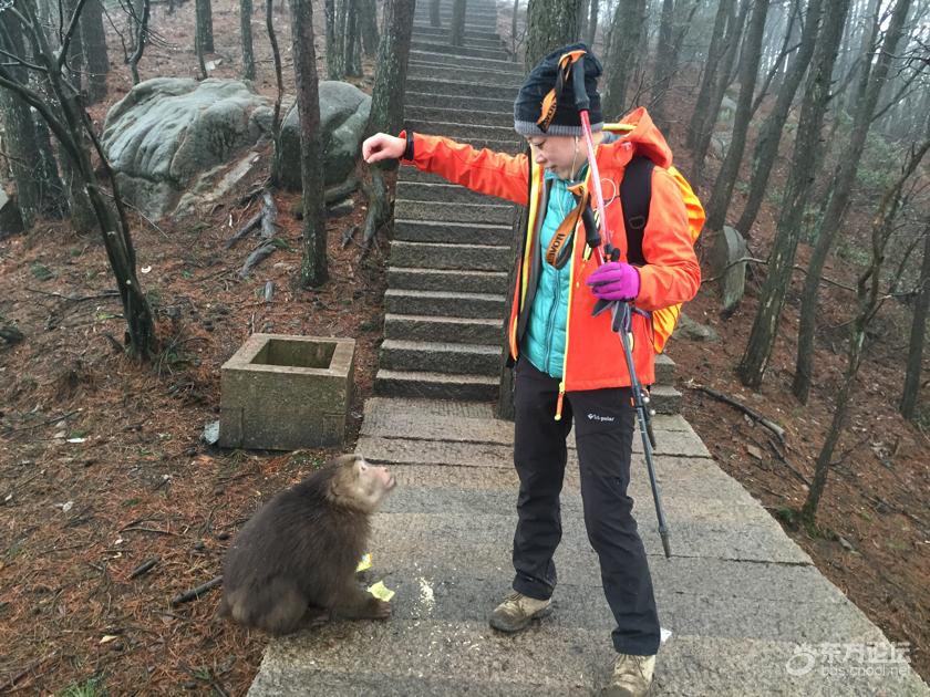 九华山上猴子拦路抢劫