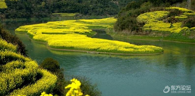 3.14-15江西篁岭油菜花新安江山水画廊屯溪老街