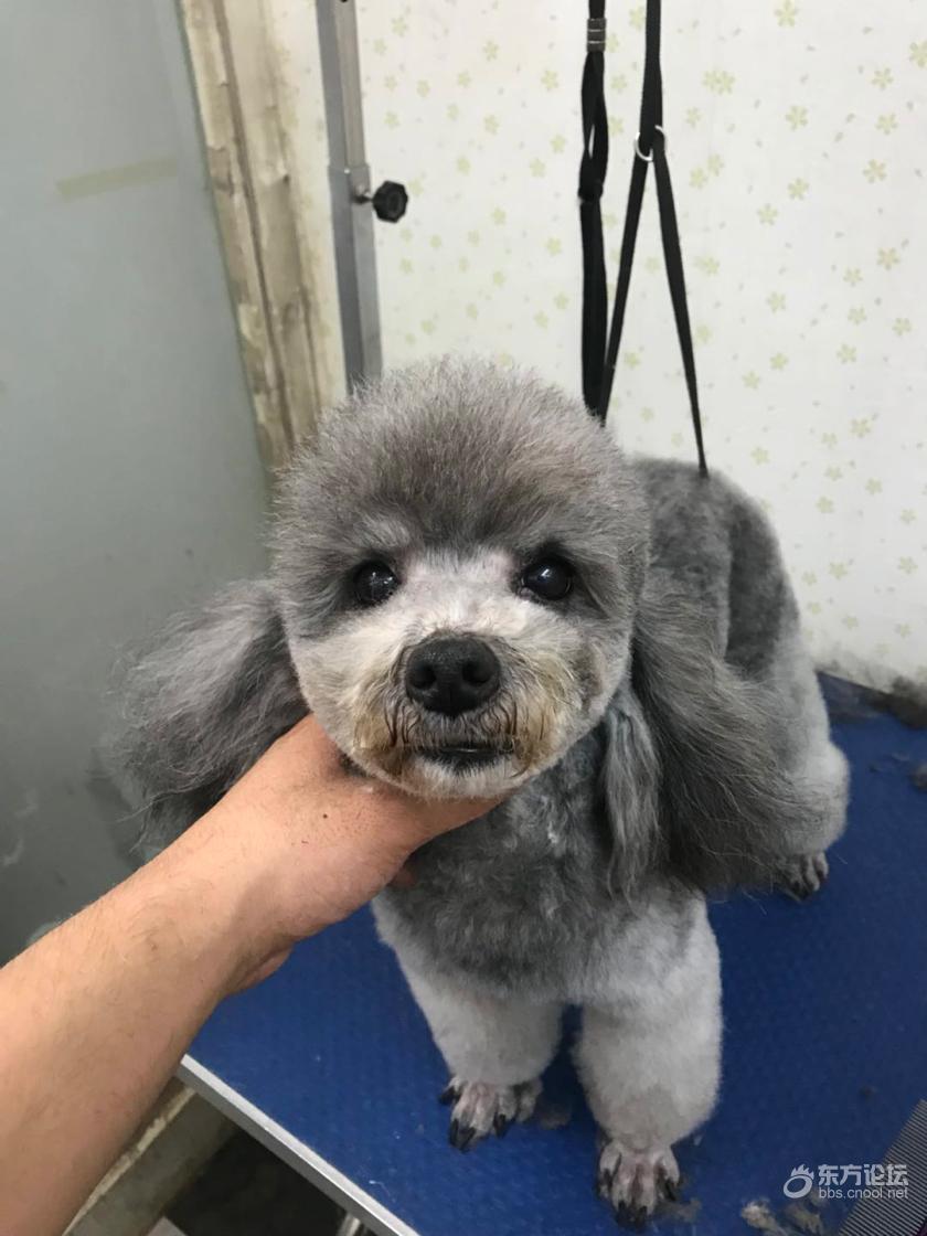 低价出售灰泰迪宝宝一窝