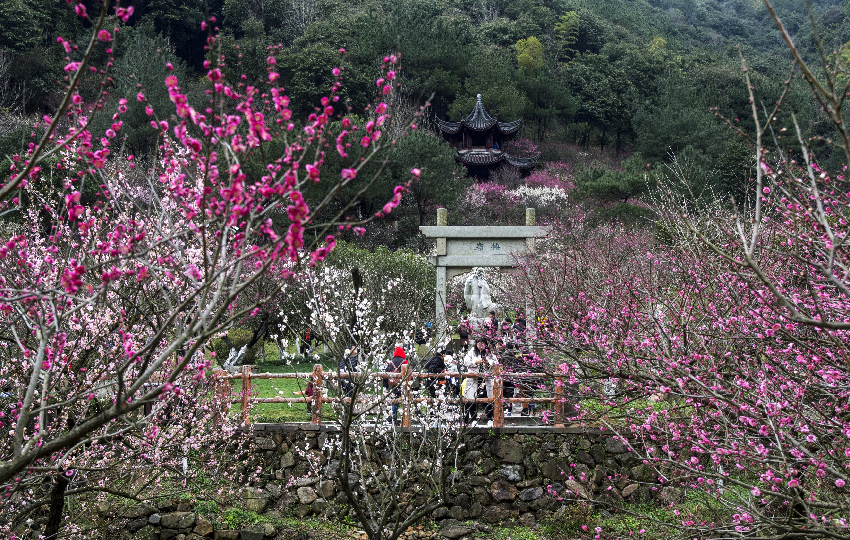 九峰山梅花盛开 东论 东方热线·东方论坛-宁波论坛—家长里短写你