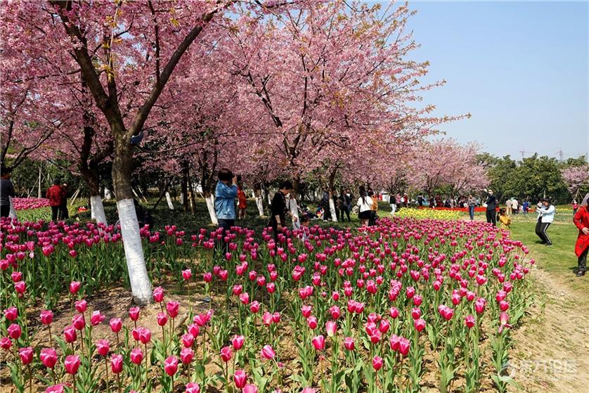 郁金香 樱花 白玉兰 油菜花…都开了 宁波植物园