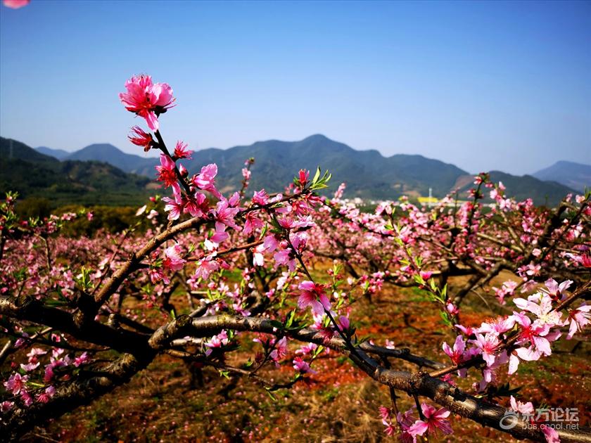 在那桃花盛开的地方奉化新建村赏桃花