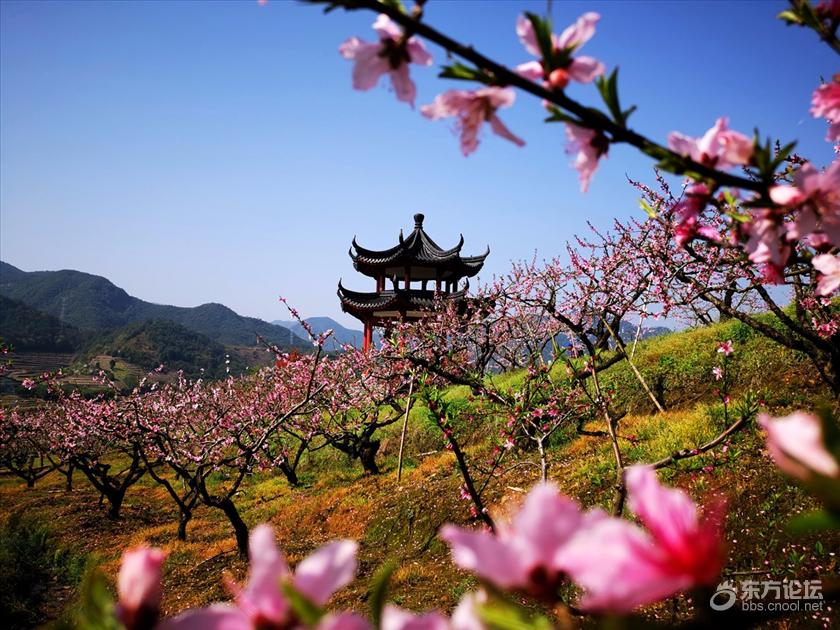 在那桃花盛开的地方奉化新建村赏桃花