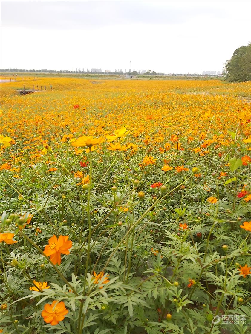 东钱湖黄波斯菊(黄秋英)花海 东论 东方热线·东方论坛-宁波论坛