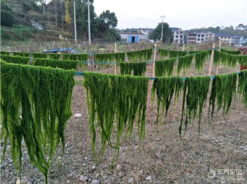 新鲜海苔,和炒熟的海苔花生