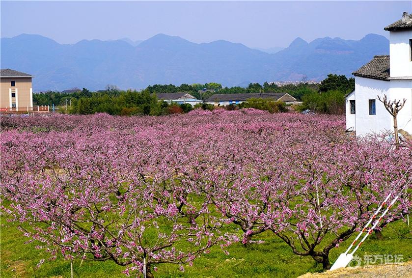 今天在奉化林家村赏桃花复制