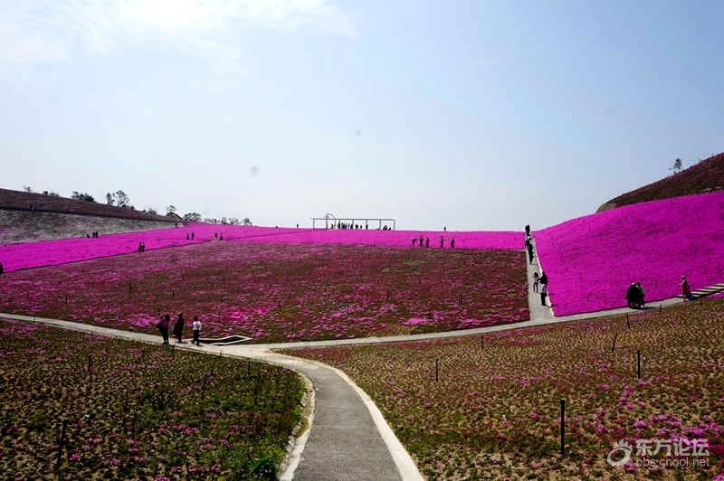 绿野达人谷 去看 芝樱花海