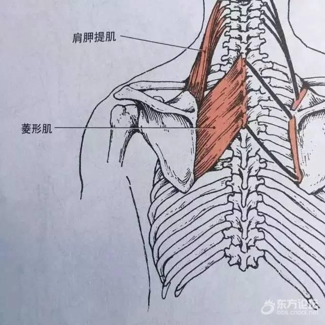 脊柱运动的主要肌肉和韧带——宁波整脊