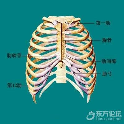胸廓由12个胸椎,12对肋,1块胸骨,及众多关节和韧带组成.
