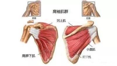 肩关节的运动和肌肉——宁波整脊