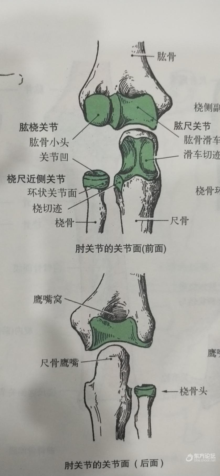 肱尺关节:由肱骨的"滑车"与尺骨的"滑车切迹