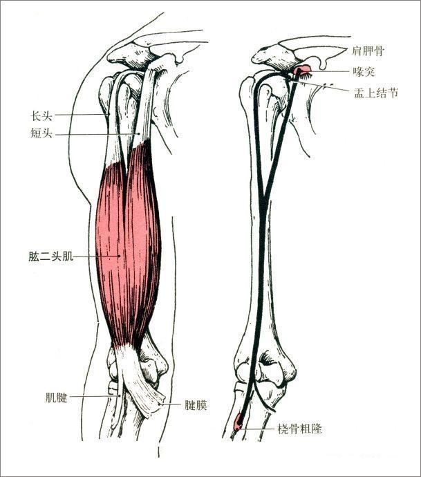 肘关节的运动和肌肉——宁波整脊