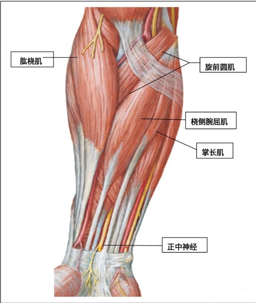 肘关节的运动和肌肉——宁波整脊