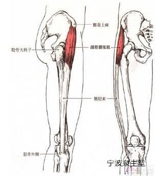 髋关节的运动,韧带和肌肉——宁波整脊