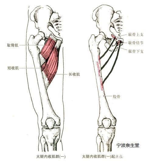 髋关节的运动韧带和肌肉宁波整脊