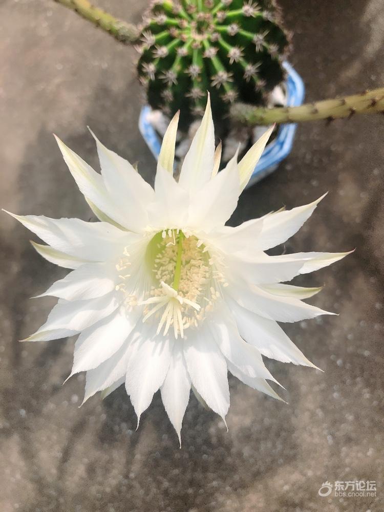 仙人球开花了🌼