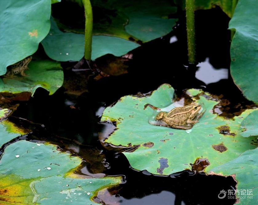 荷叶 水珠 青蛙 美女……一组夏日的景.