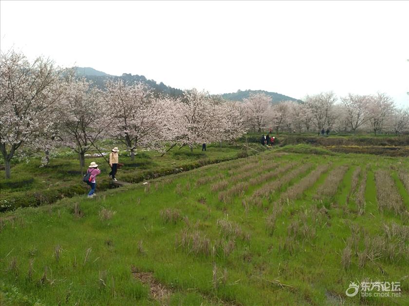 上虞张村樱花谷