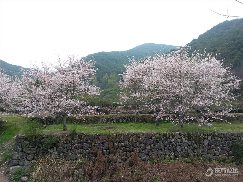 上虞张村樱花谷