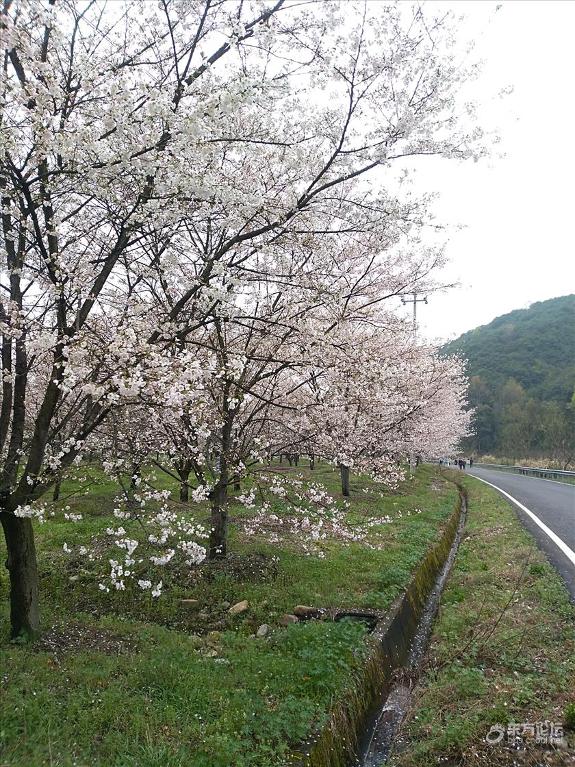 上虞张村樱花谷