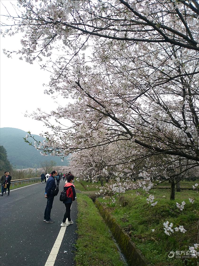 上虞张村樱花谷