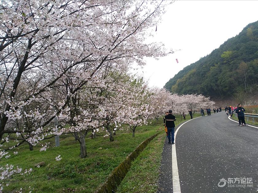 上虞张村樱花谷