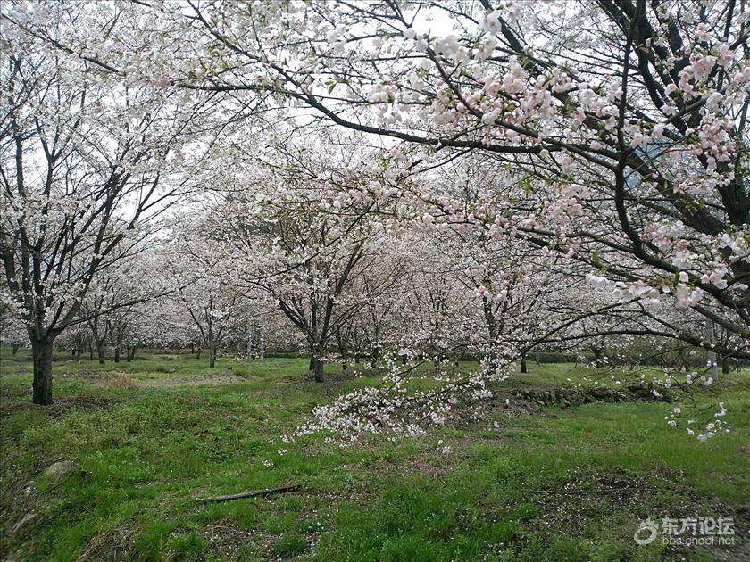 上虞张村樱花谷