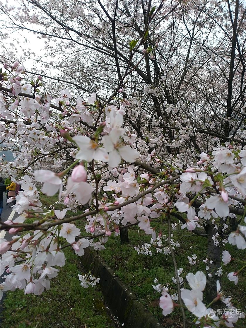 上虞张村樱花谷