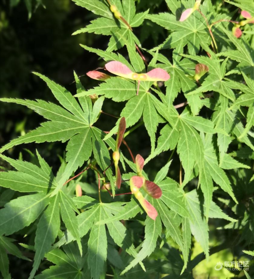 枫树开花了复制