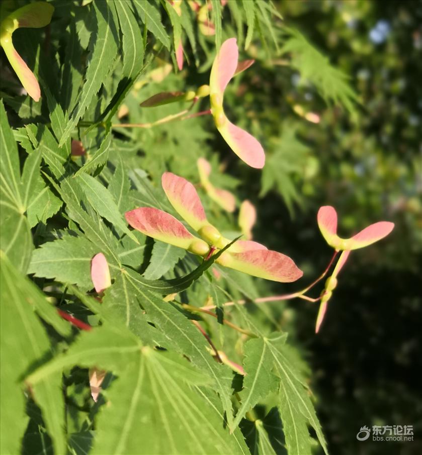 枫树开花了复制