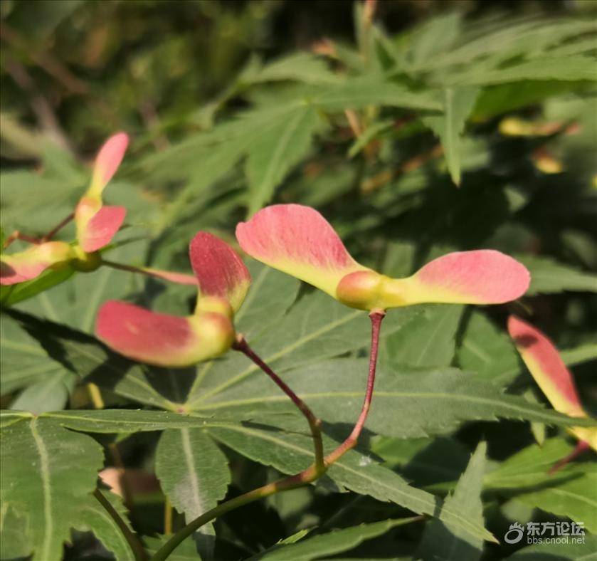 枫树开花了复制