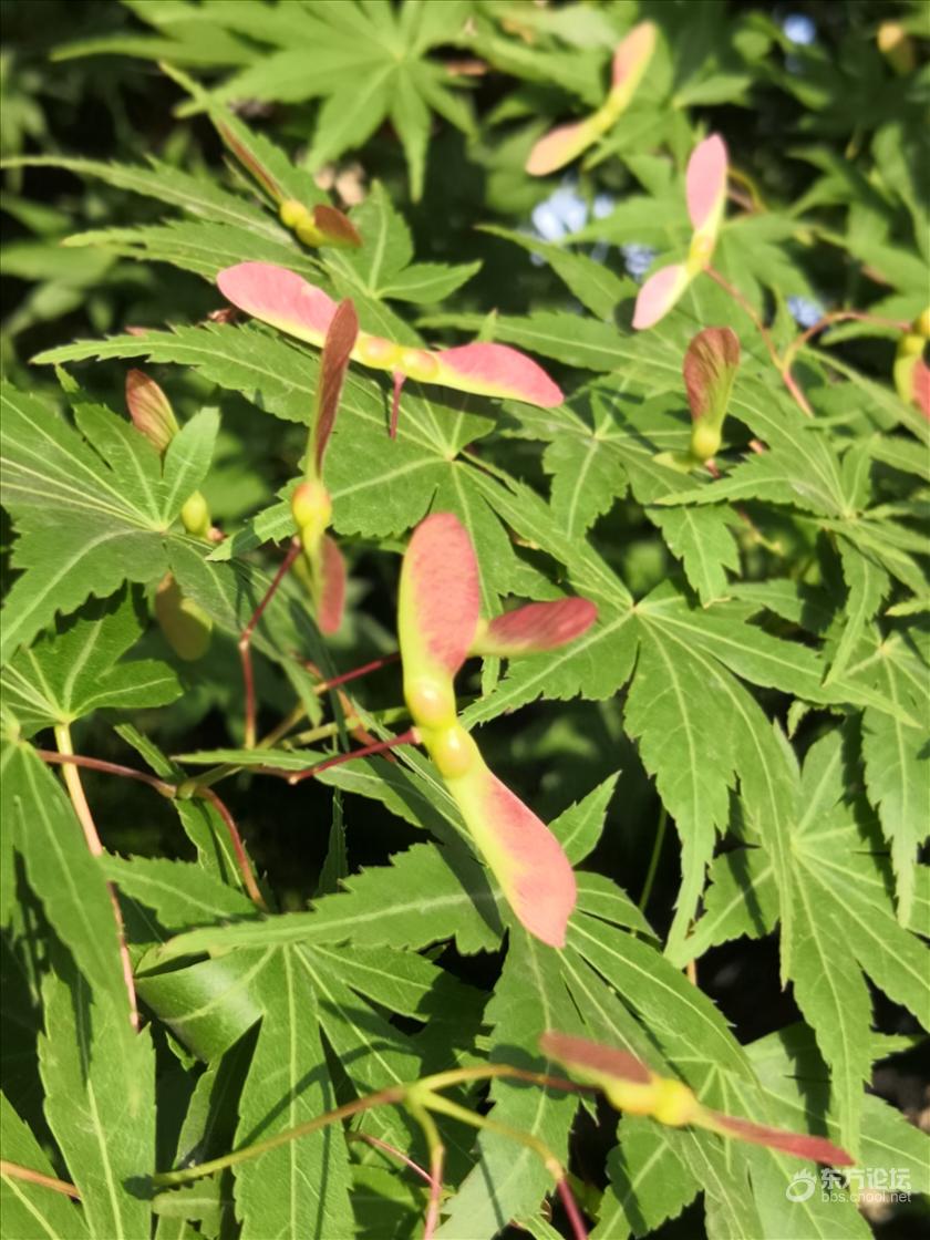 枫树开花了复制