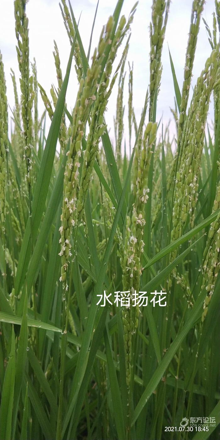 《扬花的水稻》
