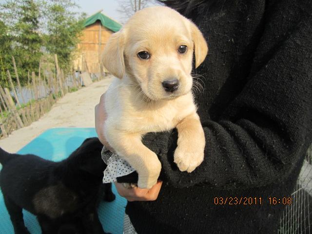 晒下我家拉布拉多宝宝 0点