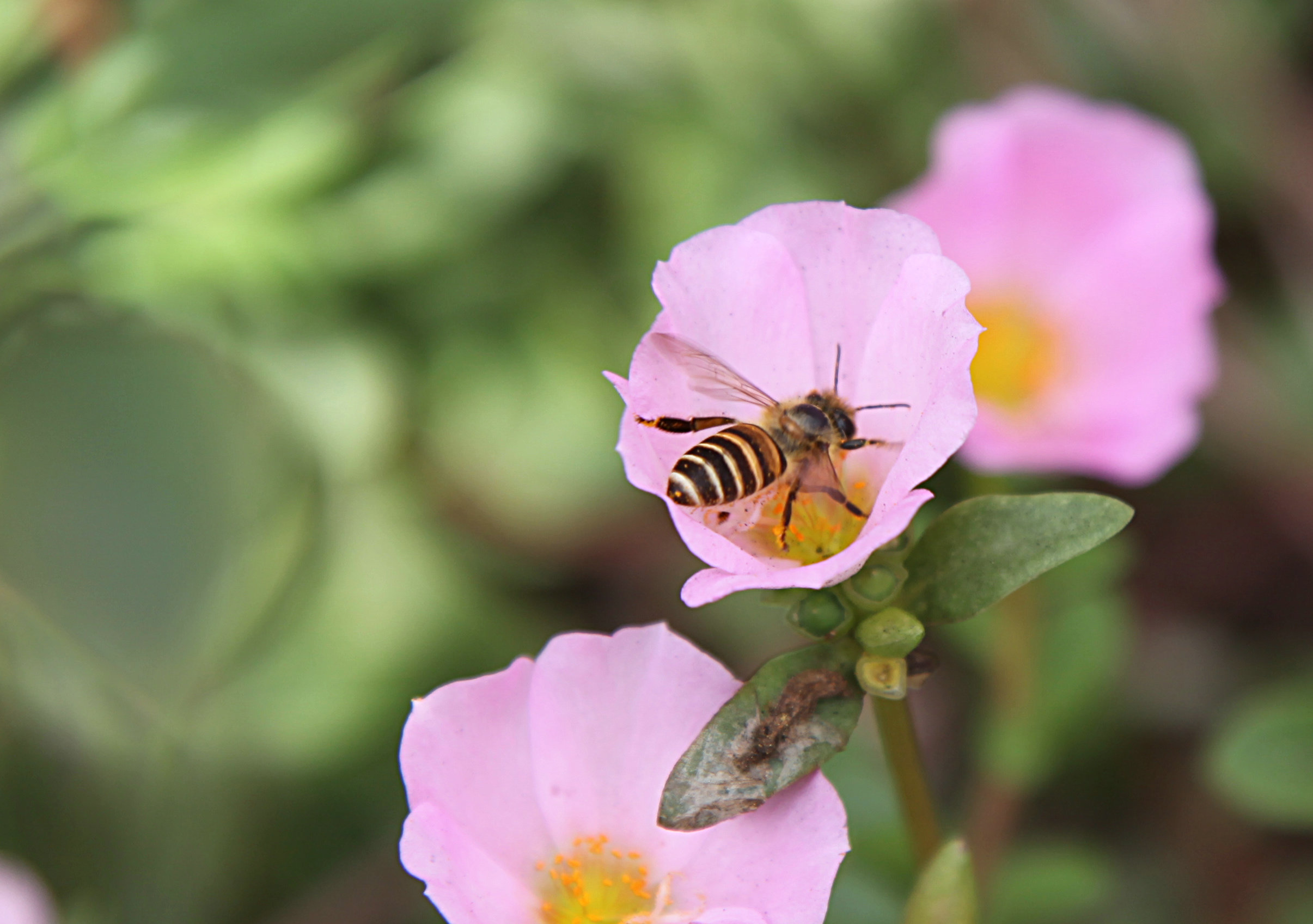 抓拍蜜蜂采蜜 - 风景摄影- 东论 东方热线·东方论坛——最宁波 最